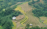 Mùa vàng Hoàng Su Phì qua ống kính flycam